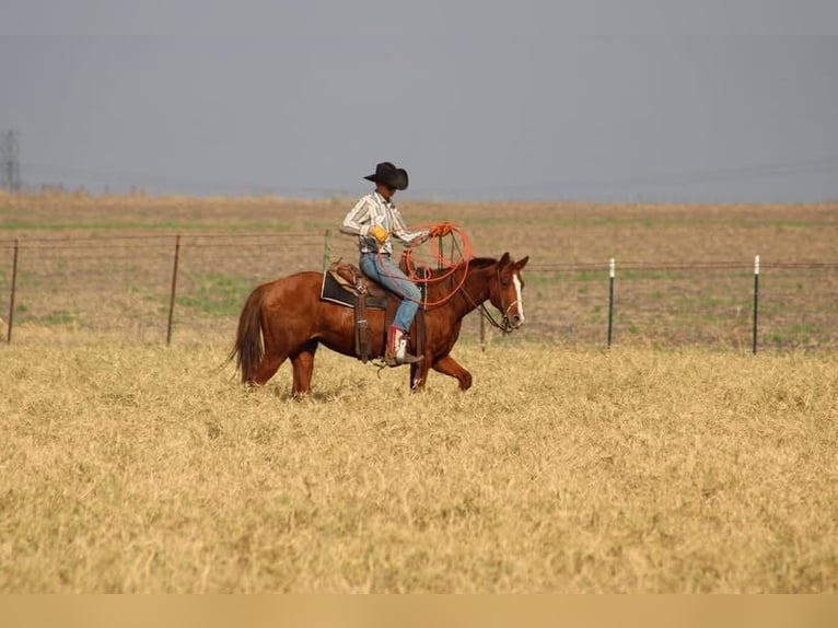 Quarter horse américain Hongre 6 Ans 152 cm Alezan cuivré in Salado