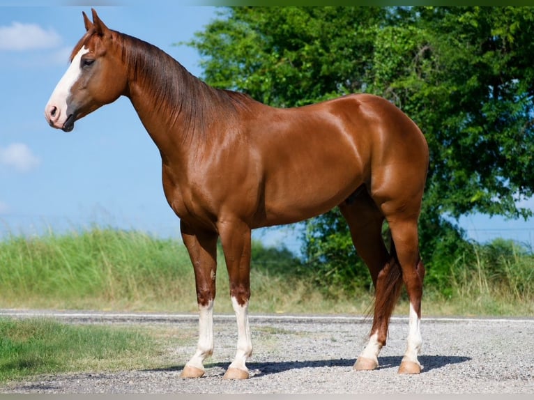 Quarter horse américain Hongre 6 Ans 152 cm Alezan cuivré in Sulphur Springs