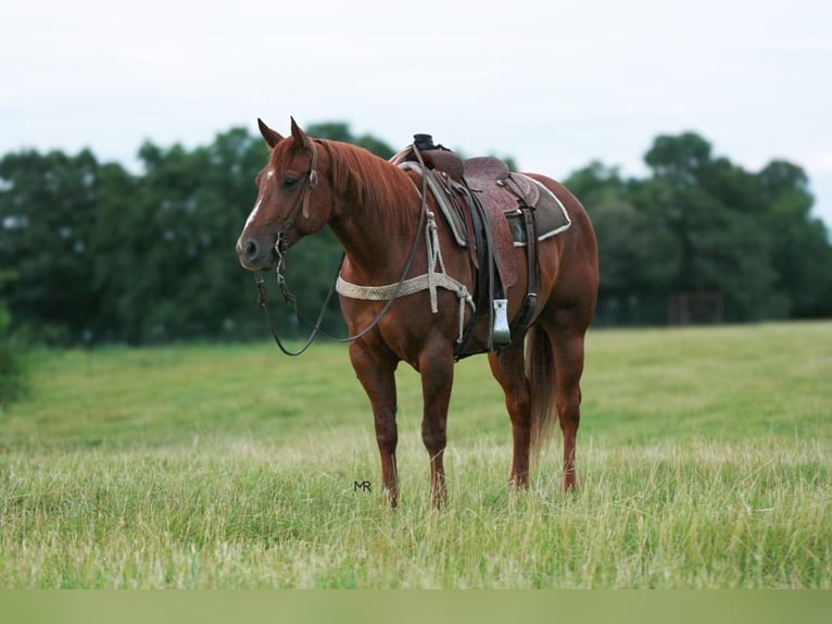 Quarter horse américain Hongre 6 Ans 152 cm Alezan cuivré in Verona
