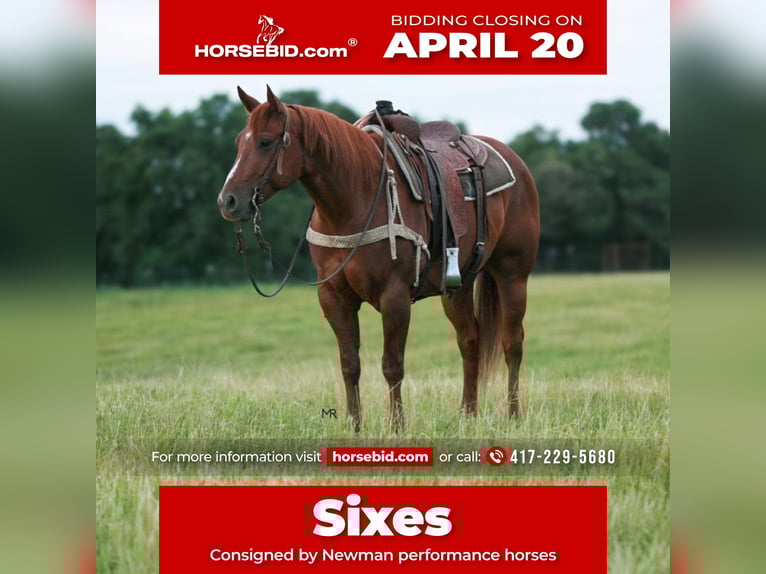 Quarter horse américain Hongre 6 Ans 152 cm Alezan cuivré in Verona