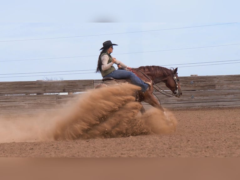 Quarter horse américain Hongre 6 Ans 152 cm Alezan cuivré in Canyon