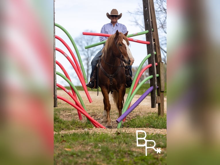 Quarter horse américain Hongre 6 Ans 152 cm Alezan cuivré in Mountain Grove MO