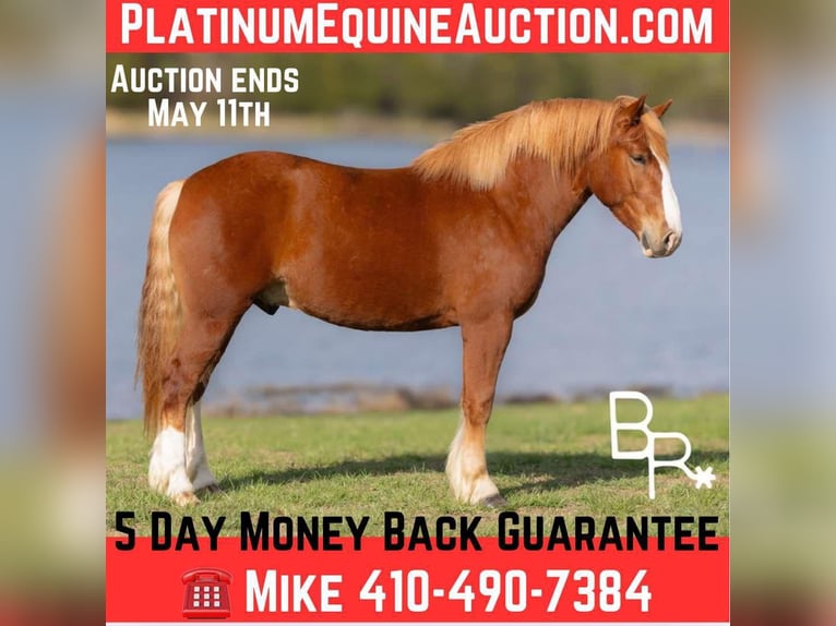 Quarter horse américain Hongre 6 Ans 152 cm Alezan cuivré in Mountain Grove MO