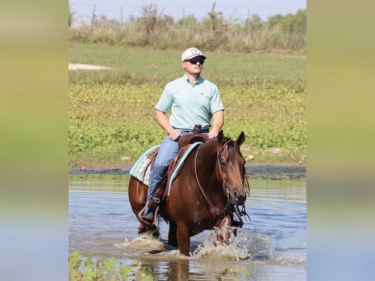 Quarter horse américain Hongre 6 Ans 152 cm Bai cerise in Elkland