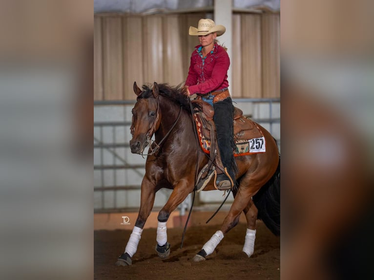 Quarter horse américain Hongre 6 Ans 152 cm Bai cerise in Elkland