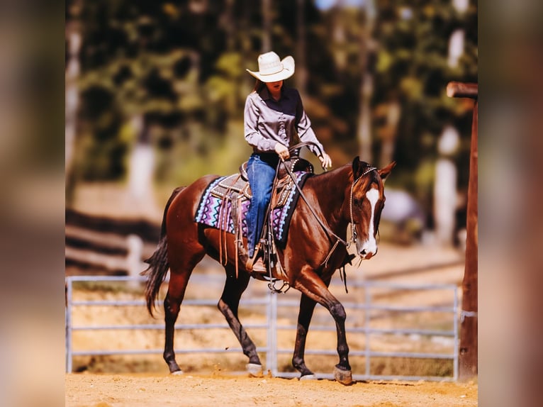 Quarter horse américain Hongre 6 Ans 152 cm Bai cerise in Charlotte
