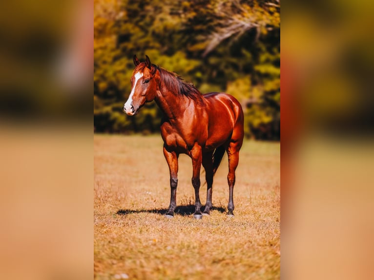 Quarter horse américain Hongre 6 Ans 152 cm Bai cerise in Charlotte