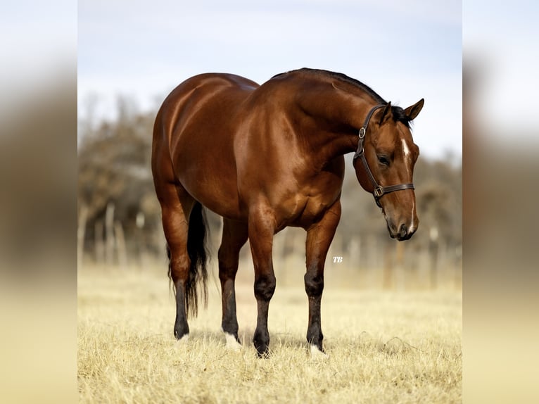 Quarter horse américain Hongre 6 Ans 152 cm Bai cerise in Cisco, TX