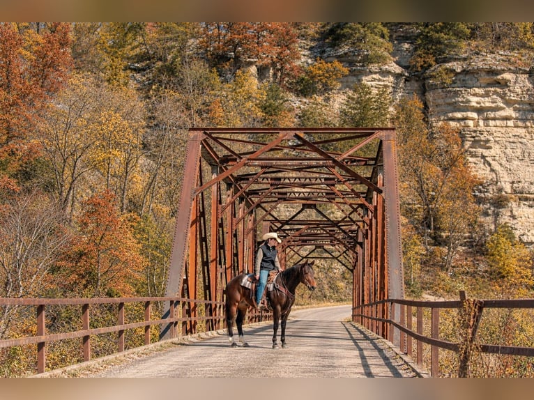 Quarter horse américain Hongre 6 Ans 152 cm Bai cerise in Decorah
