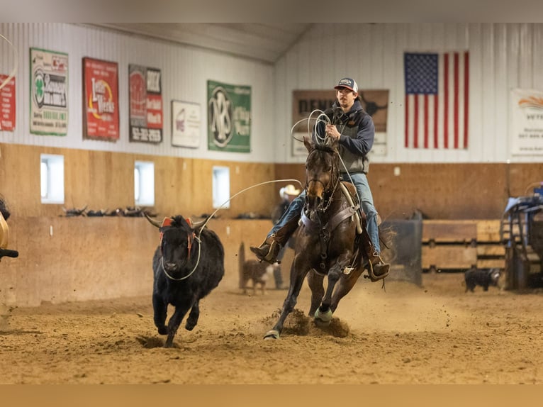 Quarter horse américain Hongre 6 Ans 152 cm Bai cerise in Decorah