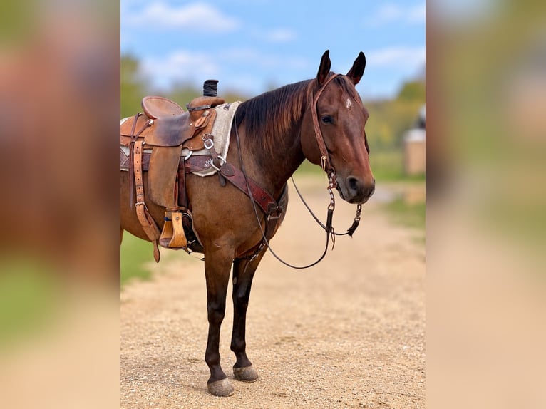Quarter horse américain Hongre 6 Ans 152 cm Bai cerise in Decorah
