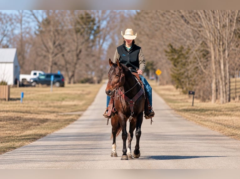 Quarter horse américain Hongre 6 Ans 152 cm Bai cerise in Decorah