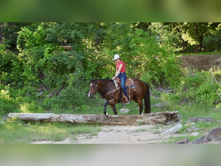 Quarter horse américain Hongre 6 Ans 152 cm Bai cerise in Mountain View