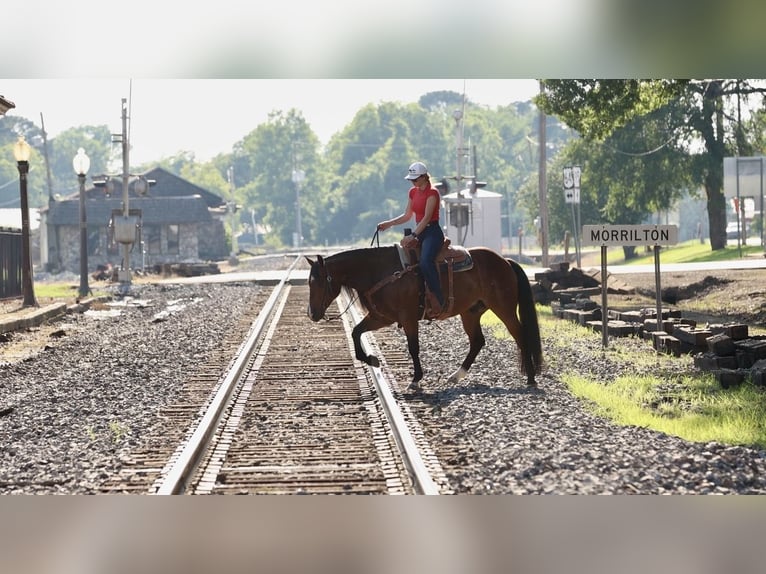 Quarter horse américain Hongre 6 Ans 152 cm Bai cerise in Mountain View