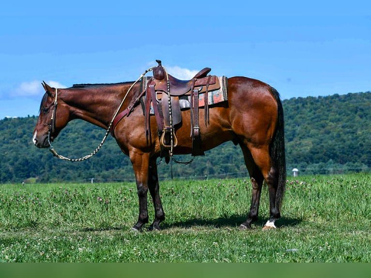 Quarter horse américain Hongre 6 Ans 152 cm Bai cerise in Rebersburg