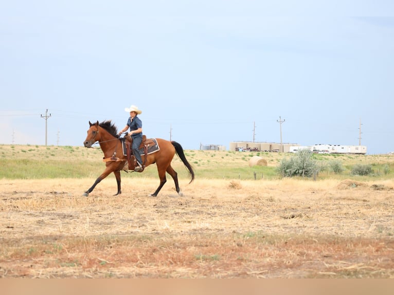 Quarter horse américain Hongre 6 Ans 152 cm Bai cerise in Ripley