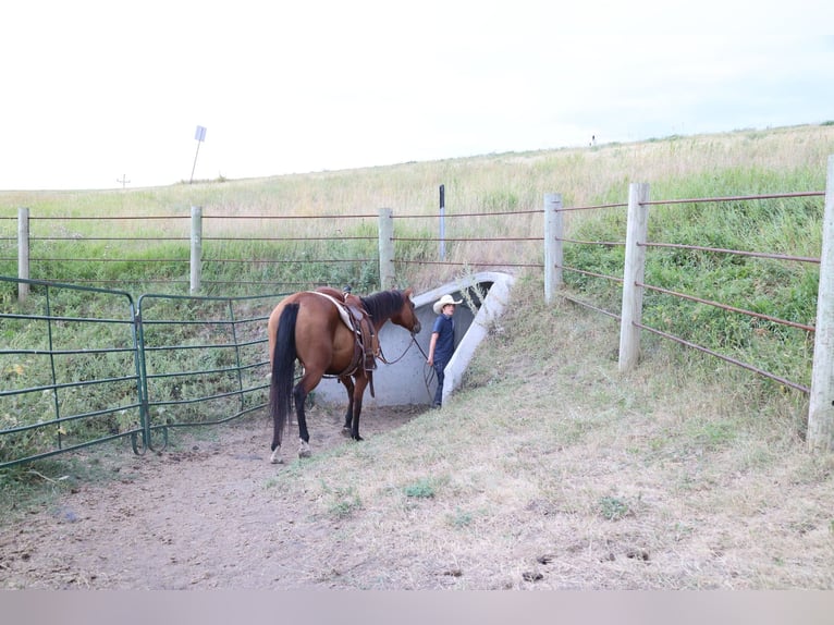 Quarter horse américain Hongre 6 Ans 152 cm Bai cerise in Ripley