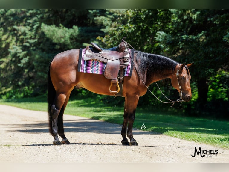 Quarter horse américain Hongre 6 Ans 152 cm Bai cerise in River Falls