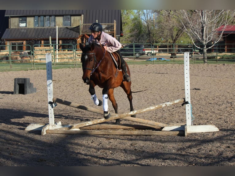 Quarter horse américain Hongre 6 Ans 152 cm Bai cerise in Fort Collins CO