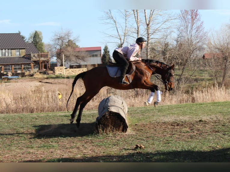 Quarter horse américain Hongre 6 Ans 152 cm Bai cerise in Fort Collins CO