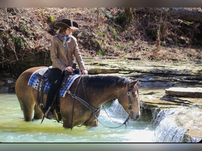 Quarter horse américain Hongre 6 Ans 152 cm Buckskin in Robards