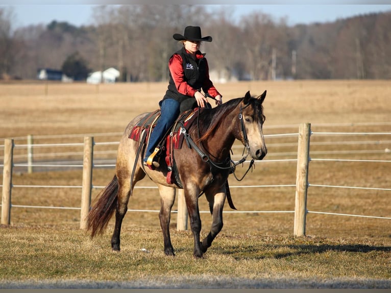 Quarter horse américain Hongre 6 Ans 152 cm Buckskin in Clarion, PA