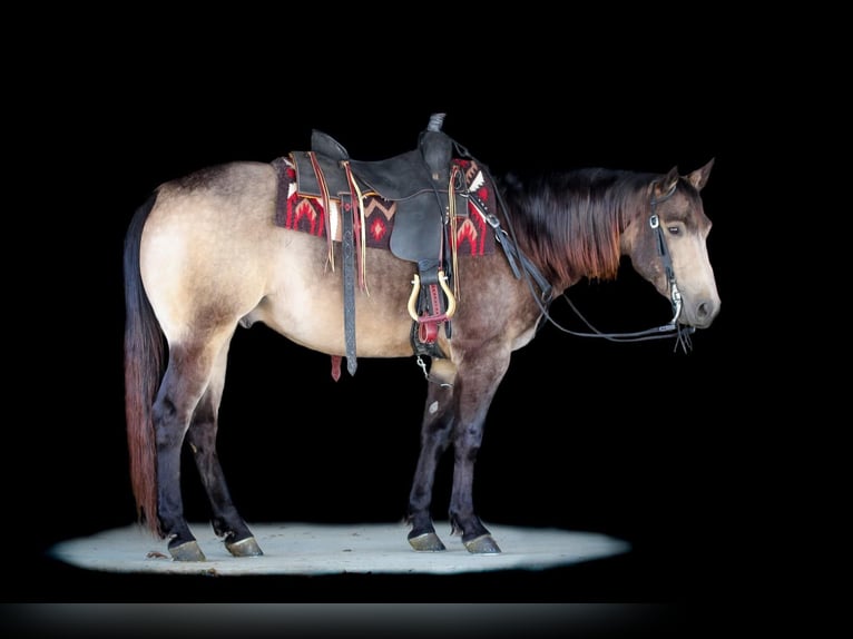 Quarter horse américain Hongre 6 Ans 152 cm Buckskin in Clarion, PA