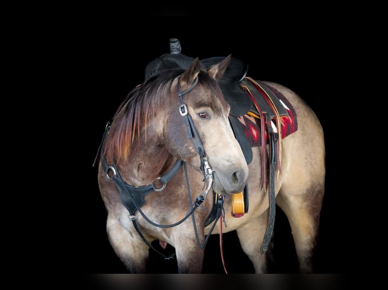 Quarter horse américain Hongre 6 Ans 152 cm Buckskin in Clarion, PA