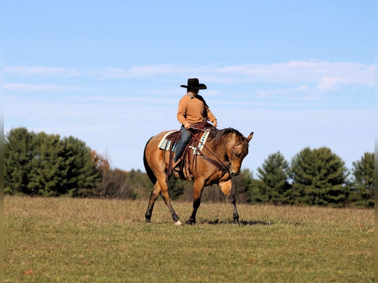 Quarter horse américain Hongre 6 Ans 152 cm Buckskin in Clarion