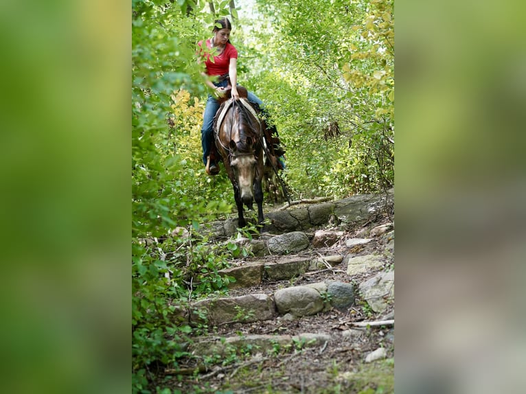 Quarter horse américain Hongre 6 Ans 152 cm Buckskin in Corsica