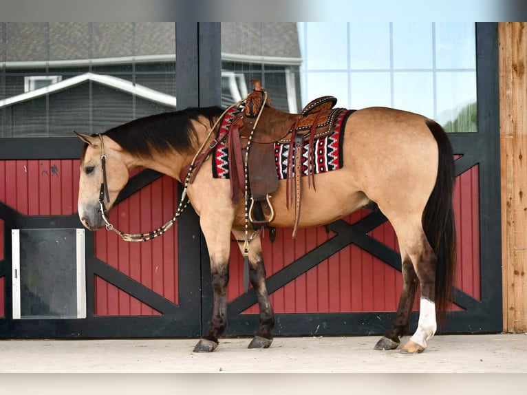 Quarter horse américain Hongre 6 Ans 152 cm Buckskin in Rebersburg