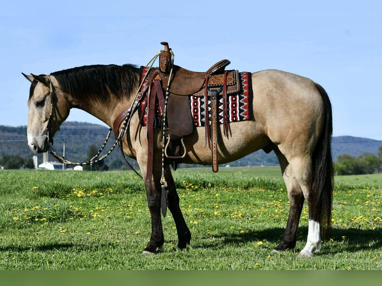 Quarter horse américain Hongre 6 Ans 152 cm Buckskin in Rebersburg