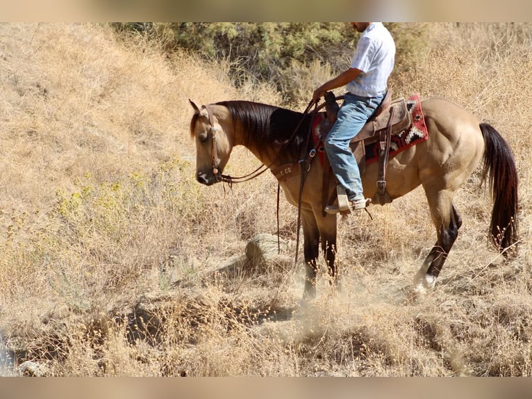 Quarter horse américain Hongre 6 Ans 152 cm Buckskin in Tres Pinos