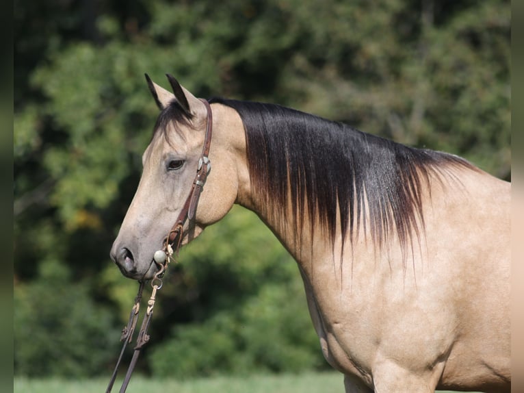 Quarter horse américain Hongre 6 Ans 152 cm Buckskin in Hogo OK