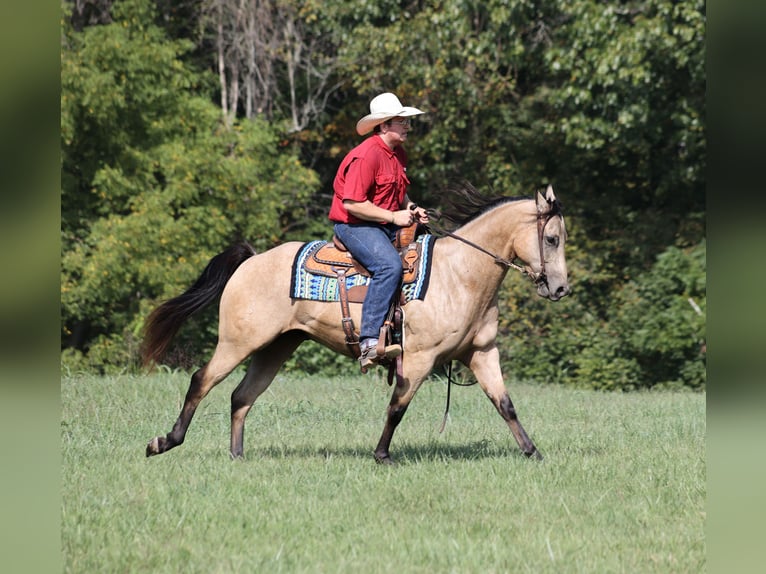 Quarter horse américain Hongre 6 Ans 152 cm Buckskin in Hogo OK