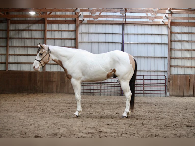 Quarter horse américain Hongre 6 Ans 152 cm Buckskin in NOrth Judson IN