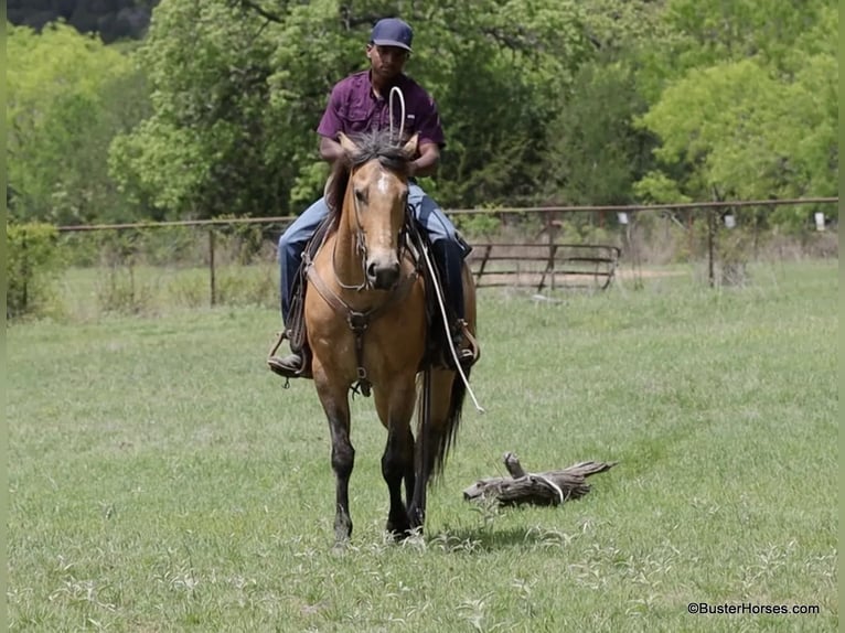 Quarter horse américain Hongre 6 Ans 152 cm Buckskin in Weatherford TX