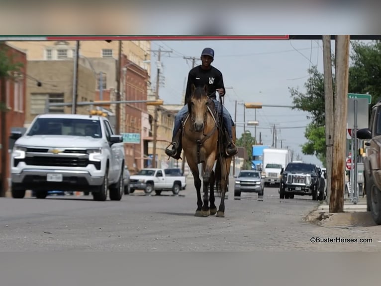 Quarter horse américain Hongre 6 Ans 152 cm Buckskin in Weatherford TX
