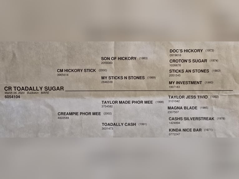 Quarter horse américain Hongre 6 Ans 152 cm Buckskin in Weatherford TX