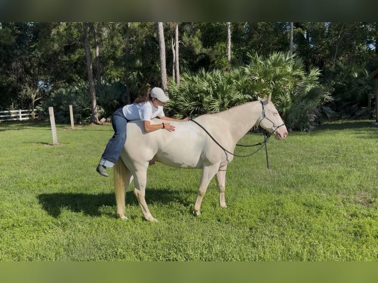 Quarter horse américain Hongre 6 Ans 152 cm Cremello in Loxahatchee