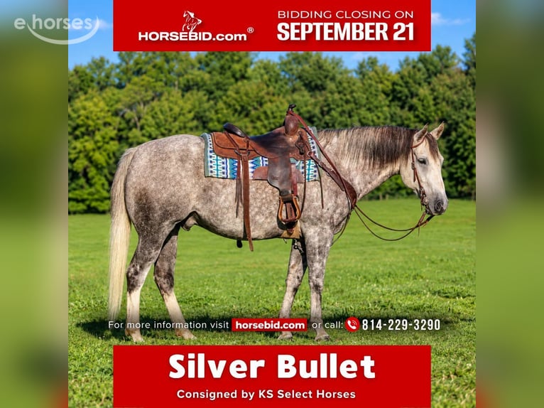 Quarter horse américain Hongre 6 Ans 152 cm Gris pommelé in Clarion