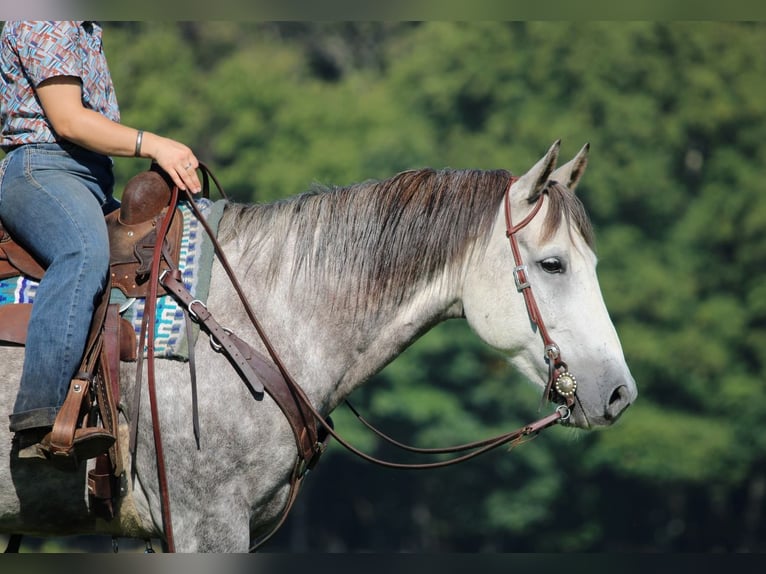 Quarter horse américain Hongre 6 Ans 152 cm Gris pommelé in Clarion