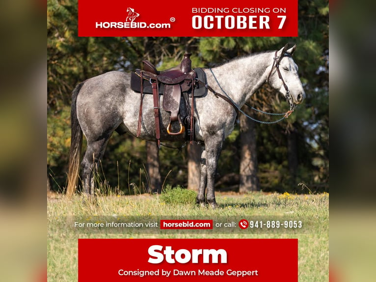 Quarter horse américain Hongre 6 Ans 152 cm Gris pommelé in Kalispell, MT