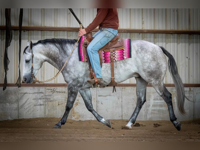 Quarter horse américain Hongre 6 Ans 152 cm Gris in Sedalia