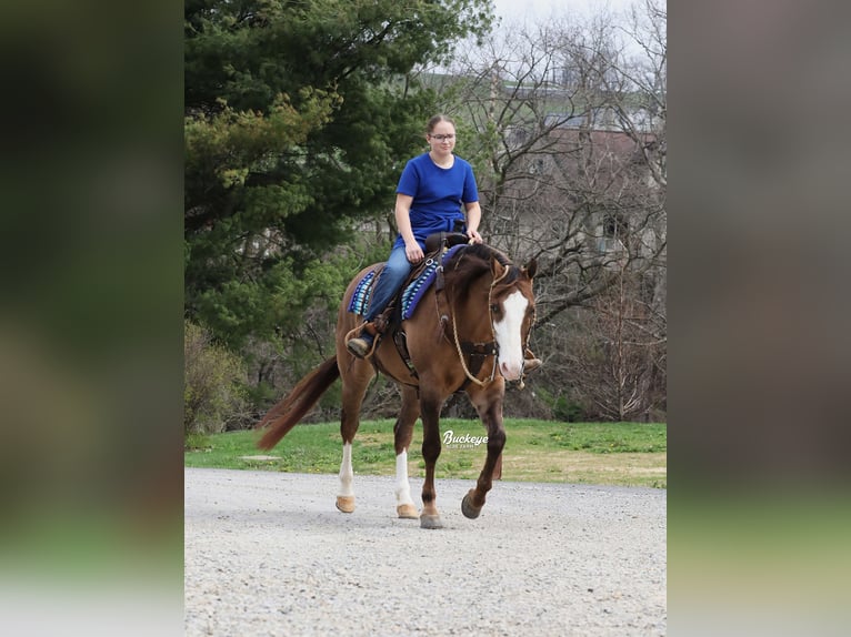 Quarter horse américain Hongre 6 Ans 152 cm Grullo in Millersburg