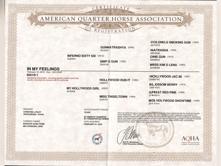 Quarter horse américain Hongre 6 Ans 152 cm Grullo in Millersburg