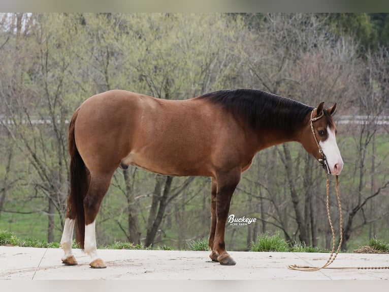 Quarter horse américain Hongre 6 Ans 152 cm Grullo in Millersburg