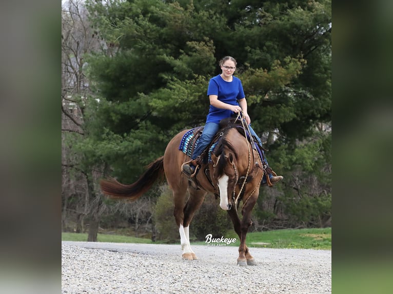 Quarter horse américain Hongre 6 Ans 152 cm Grullo in Millersburg