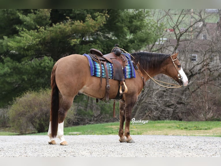 Quarter horse américain Hongre 6 Ans 152 cm Grullo in Millersburg