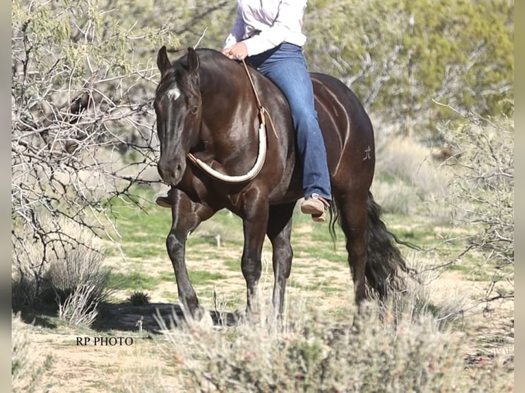 Quarter horse américain Hongre 6 Ans 152 cm Noir in Congress